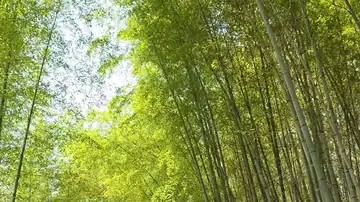 Arashiyama Bamboo Forest