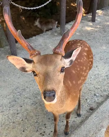 Nara Park